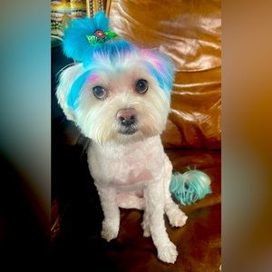 Meet your Posher, Allesa her baby buttercup !! We are so happy you stopped by.